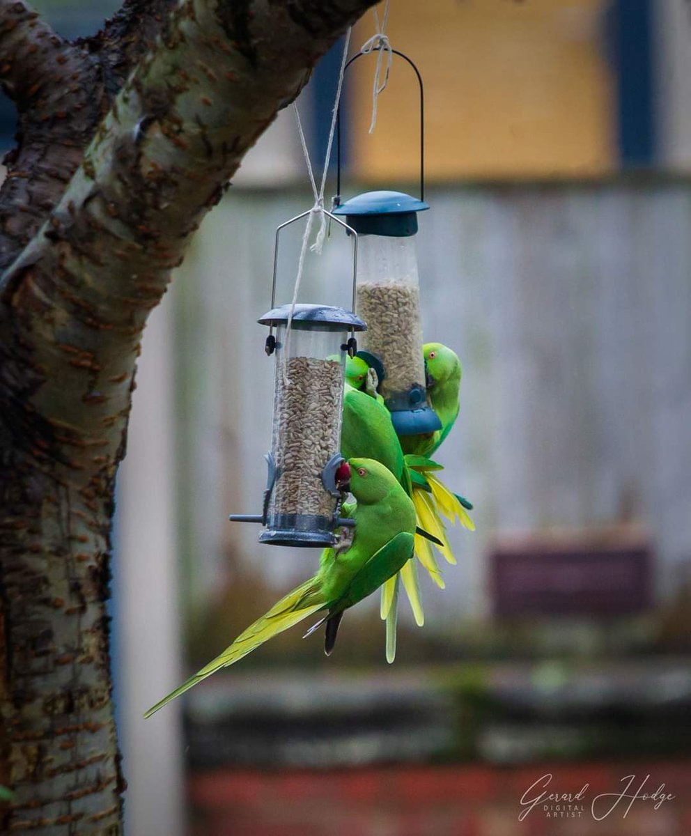This morning as I went out to feed my local robin I was greeted by three Ring-Necked Parakeets who are part of a much larger local flock? What is the collective term? I'm going with "Carnival", until I hear otherwise. 
#FirstBirdOfMyDay #ornithology