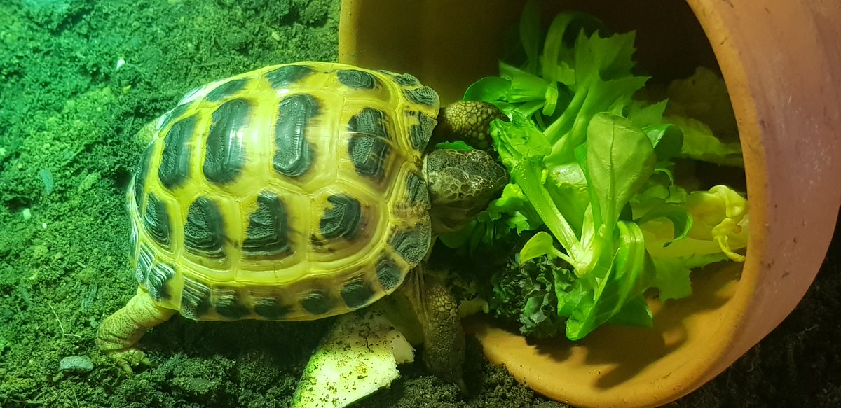 DrGerryBrierley's tweet photo. It's someone's birthday this month. Now 5 years old. Such a little character. 🥰
#Babytortoise https://t.co/XpTzMHqqe0
