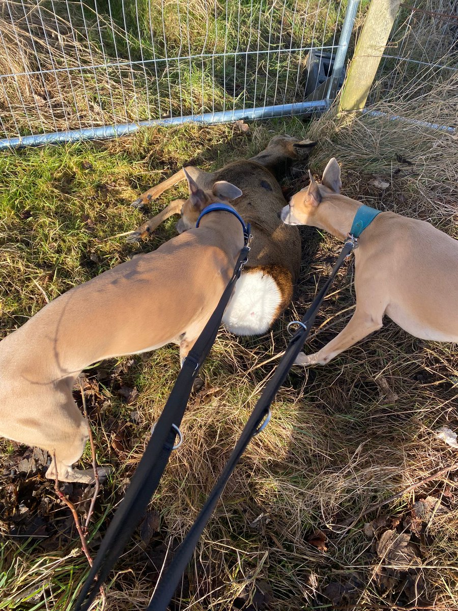 rosslyons08's tweet photo. @CALAHOMES interesting to find this on my walk this morning at your new Fauldhead development, fences blocking the field the deer have grazed in for years and now don't know what to do or where to go. Orphaned fawn now kicking about Fauldhead @ScottishSPCA https://t.co/Jxw9OmR9we