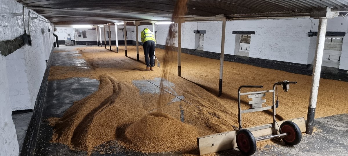 Down The Farm have sent us lots of lovely barley and after steeping, here it is on the floors. 
Malt magic incoming for <a href="/BentleyBrewCo/">The Bentley Brook Brewing Co.</a> and <a href="/whitepeakwhisky/">whitepeakdistillery</a> 

#makingmalt #maltstars #malt #brewing #Brewers #distilling #distillers #flavour #floormaltings