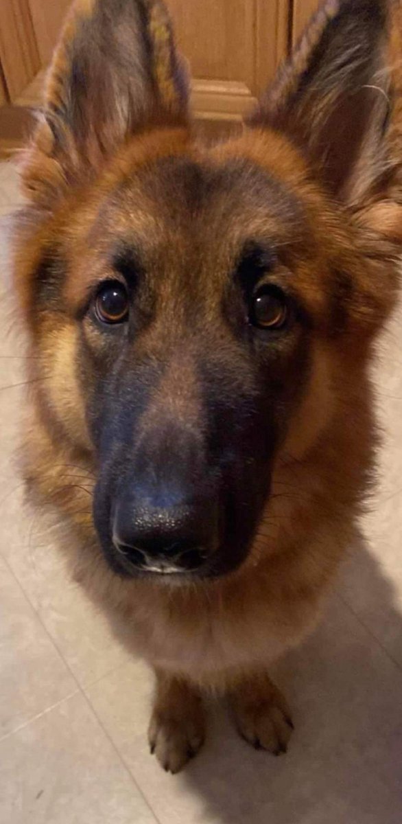 GSDRofficial1's tweet photo. #WALES 
Meet our gorgeous Bear whose 18mths old beautiful Black and Tan semi coat 
Bear is being rehomed through no fault of her own, her owners are working full time and she’s being left for long hours 
Bear is great with children and is living with a child under 4, https://t.co/feiSscA3vv