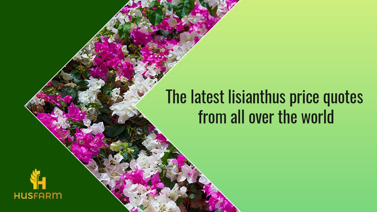 HusfarmP's tweet photo. Are you looking for a place to check the current global prices of Lisianthus?

Visit Husfarm at:
https://t.co/k0MMsaWoNh https://t.co/ATEBx2N0OV