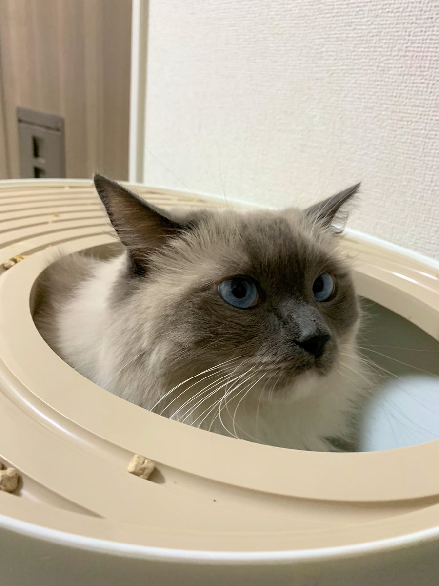ちゃちゃまる★ラグドール tweet media