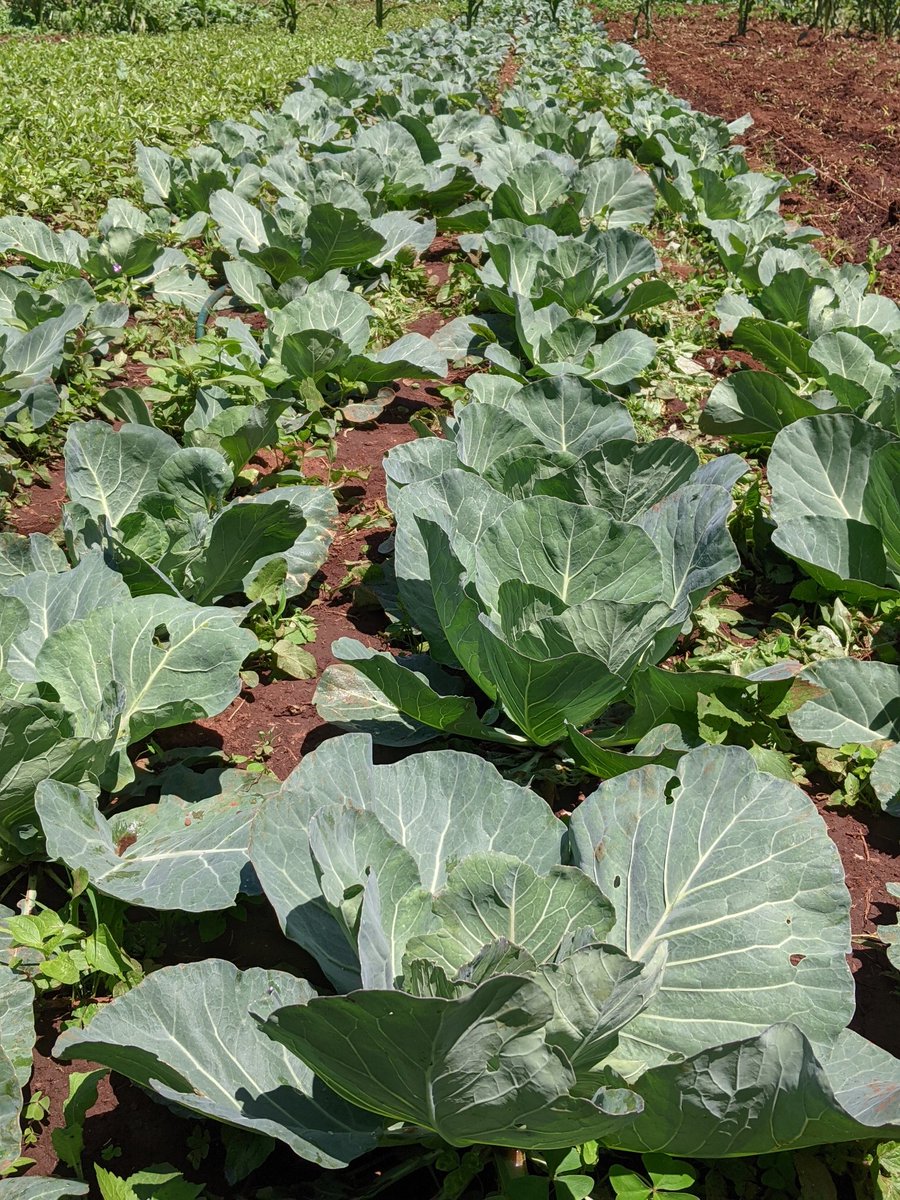 bantuAg's tweet photo. Which Fertilizer, for which crop.
Always consult with @diangaronald &amp; agromomists from @YaraKenya
Agriculture is a science; should be done on purpose with patience. That's the only way to celebrate https://t.co/MOv8tKbxHM