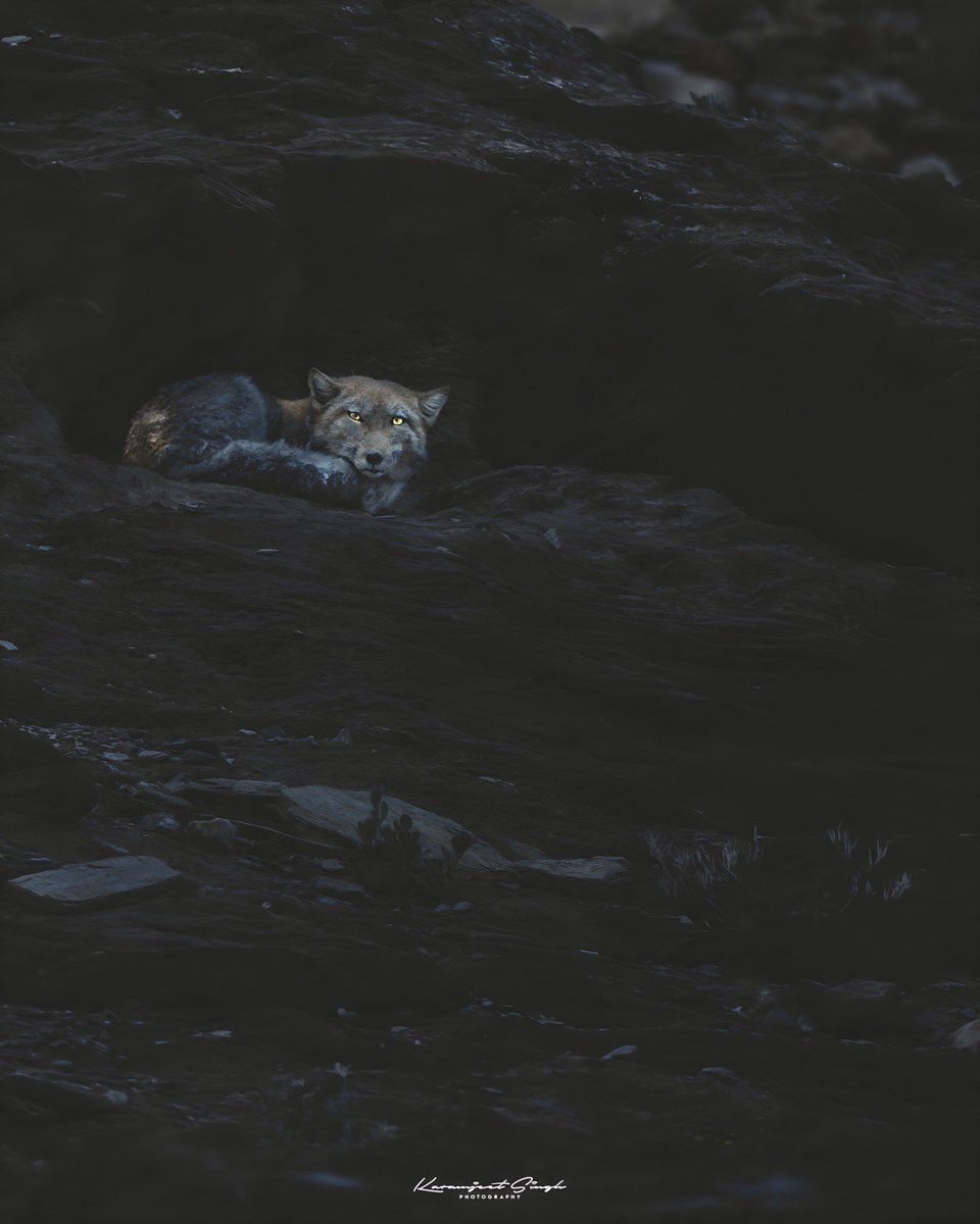caramjeet's tweet photo. Tibetan Sand Fox 🦊
#sandfox #tibetanfox #wildlife #wildlifephotography #nature #lightroom https://t.co/Ne59m9I8Ru