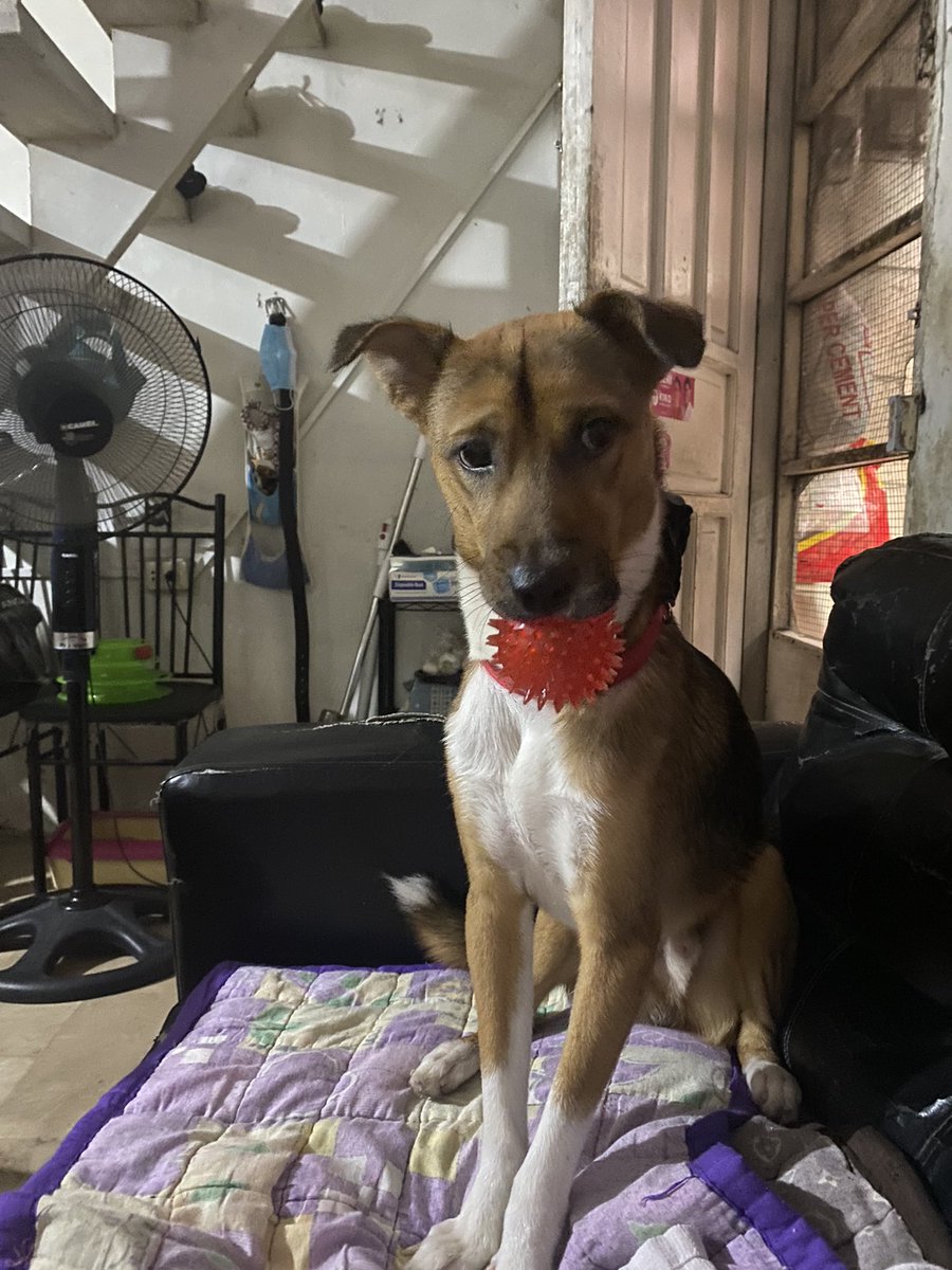 I don’t have a lot of reach here in twitter but i am desperate already to have any leads about my dog :-( 

LAST SEEN: Jan. 28, 3 PM at San Roque, Marikina City
REWARD WILL BE GIVEN. 

Contact #: 09176307193

Di na ko makapag-function kakaisip kay Toby. So pls any info lang po :(