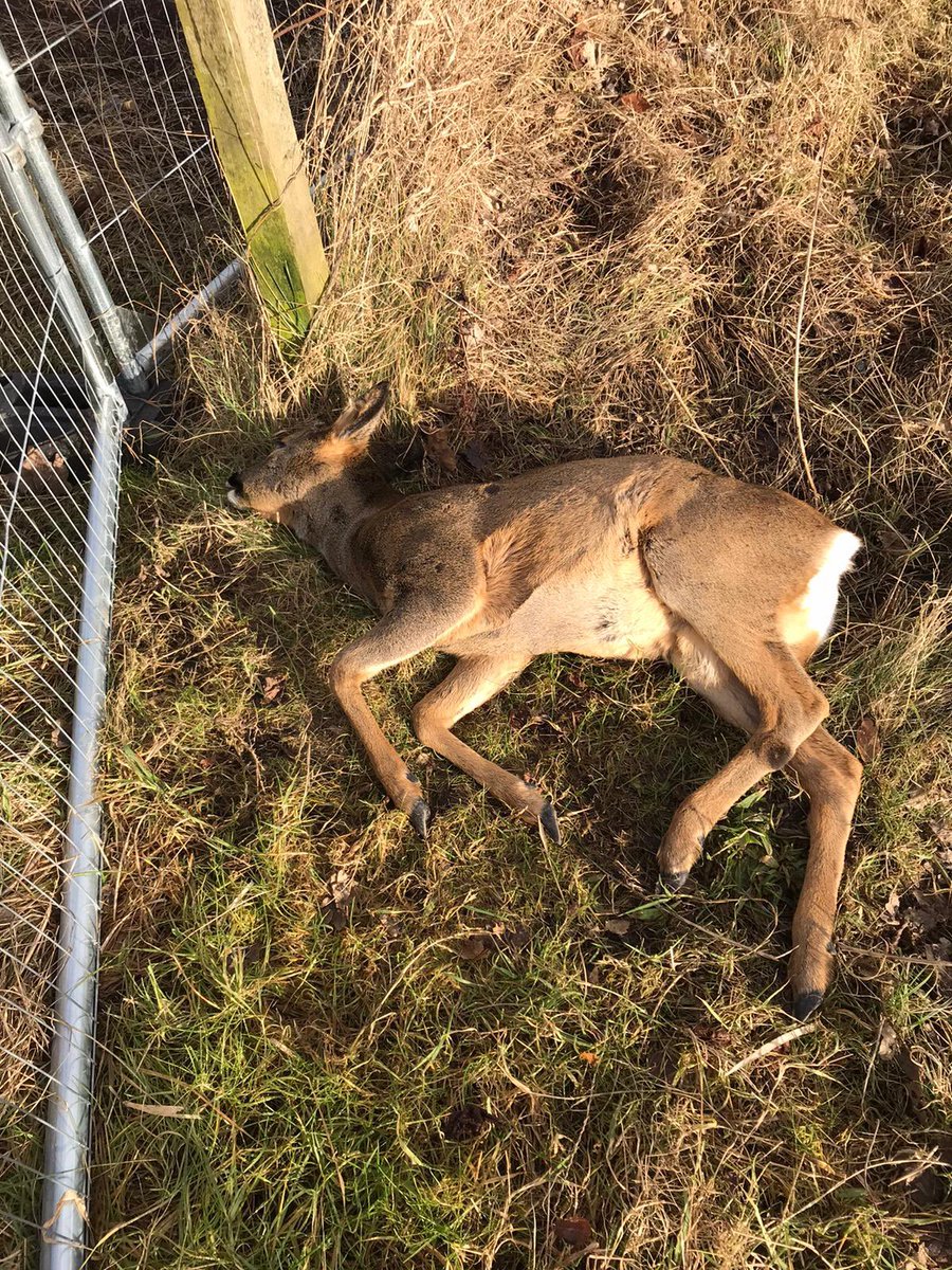 shivkkav's tweet photo. @rosslyons08 @CALAHOMES @ScottishSPCA Poor thing 💔 https://t.co/zbbrD1PeOu
