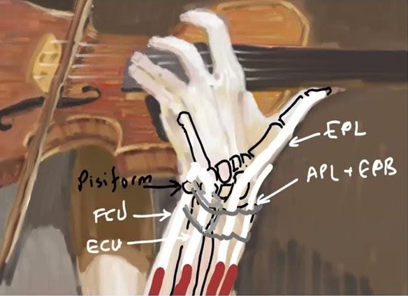 ianmcdermottLSO's tweet photo. What structures in your hand are working hardest when you're playing the violin?
Watch this fascinating video by Mr Mark Phillips, Consultant Hand Surgeon, to find out more...
https://t.co/SDkF6NsXQz https://t.co/6t6QkZ1Av6