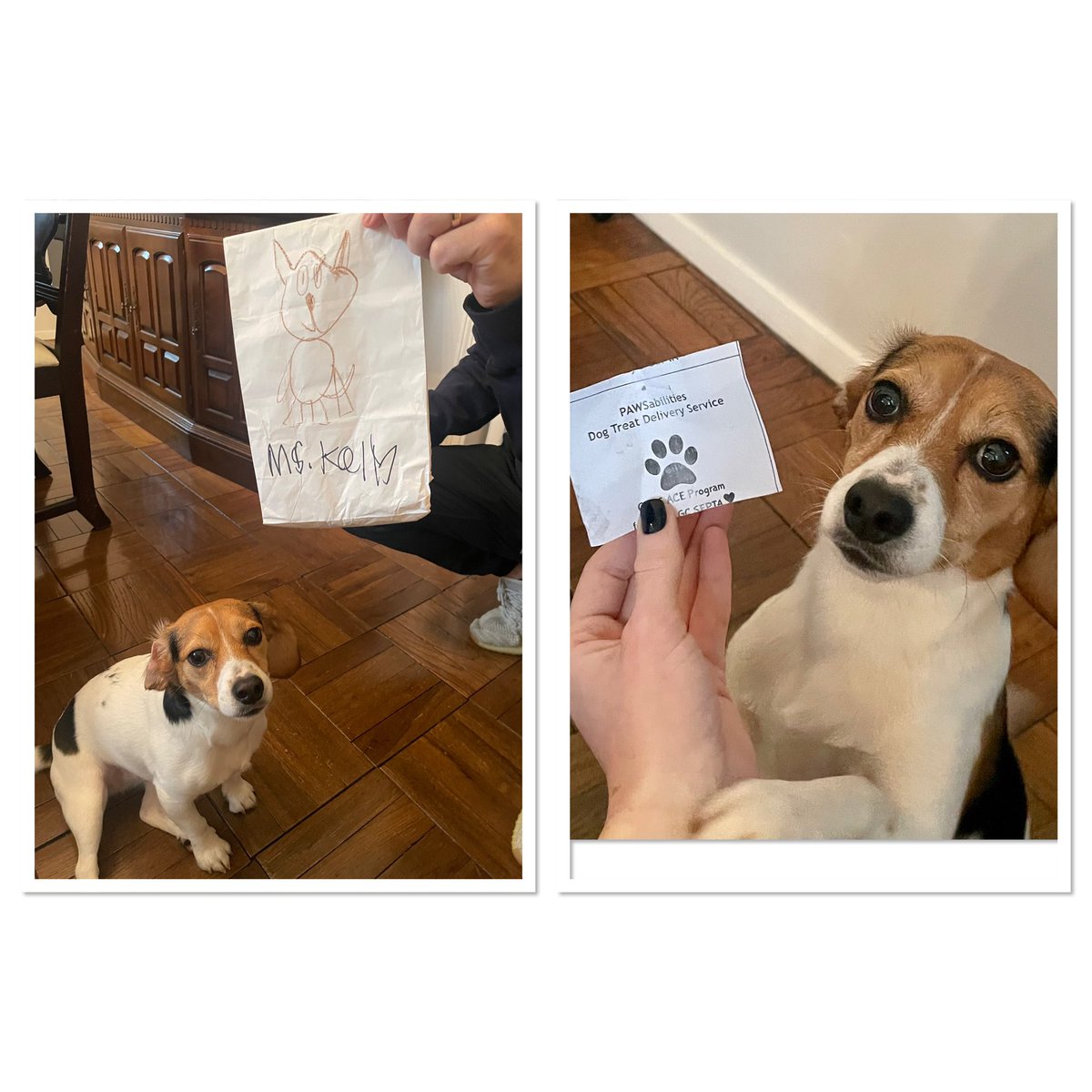 acesgchs's tweet photo. One happy customer of our PawsAbility Dog Treat Business ๐พ Thank you to Ms. Kelly and her pup Phoebe for their support! @gcsepta @Garden_City_HS @stefangchs #prevocational skills https://t.co/hFS6MbUtDr