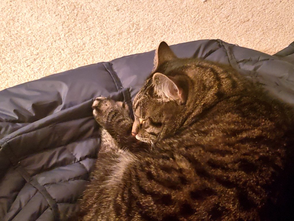 My Sister and Mom's cat claimed my down jacket while I was visiting them.