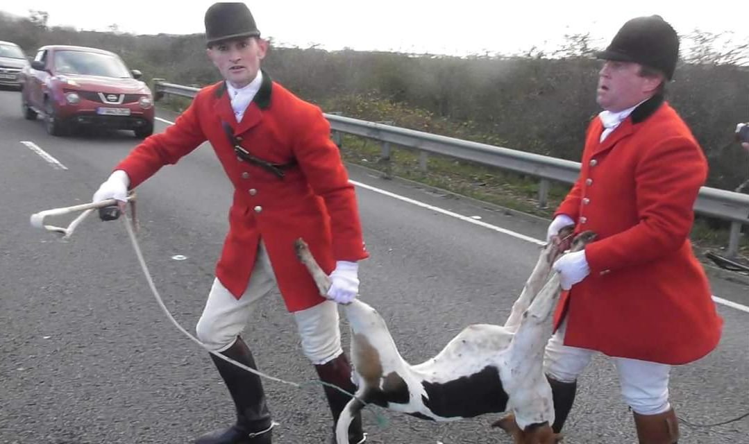 HsaChair's tweet photo. Never forget that Hunts breed hounds and kill many puppies which fail the grade.  Most older dogs are shot at 7 years old when they start to slow.

Even Tim Bonner Countryside Alliance CEO has admitted this @CA_TimB 

All animals they have contact with they abuse in some fashion. https://t.co/vT6h870G18