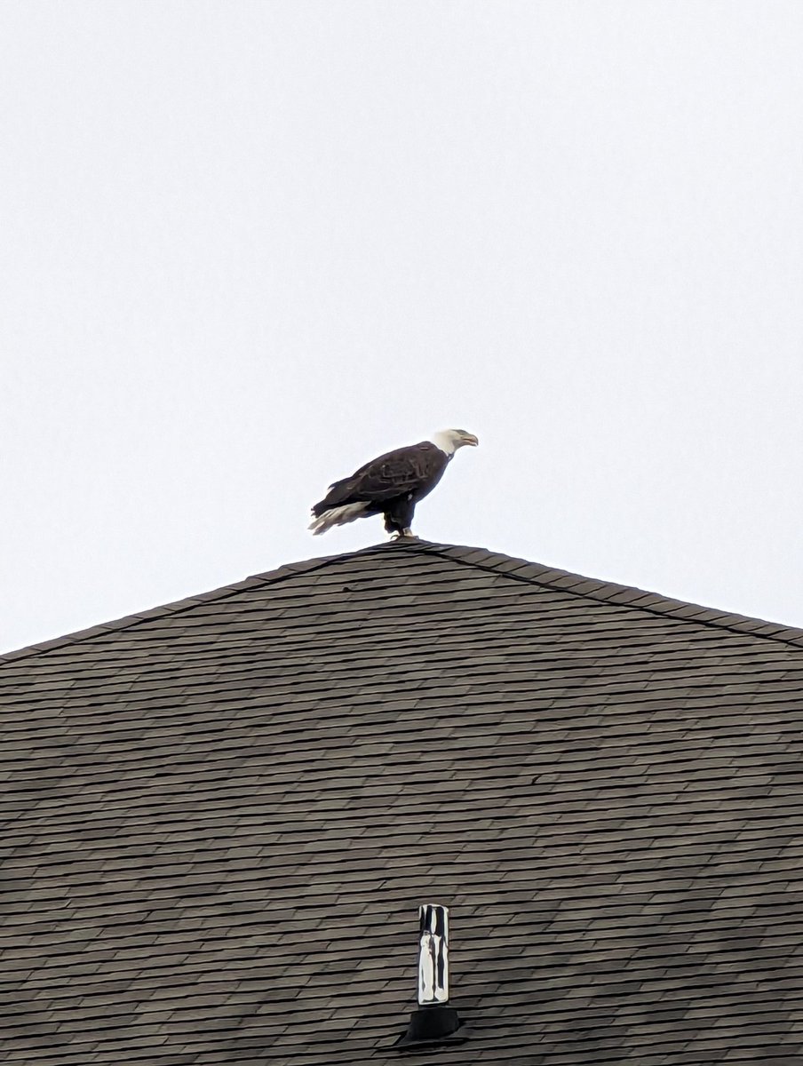 ClimateAbility's tweet photo. A very regal bald eagle perched high above it's statue at Port Imperial NJ 🦅#Birding #birdwatching #birdcpp #TheHudson #BirdingNJ #BirdwatchingNJ https://t.co/WxMOsb1z5G