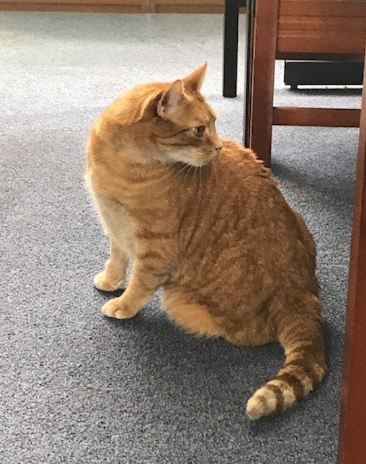 Marshall Library tweet media