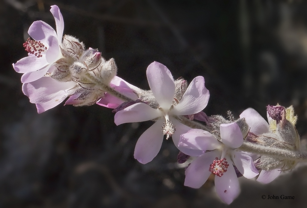 Great environmental news: After 40+ years of collaborative #conservation efforts on <a href="/USNavy/">U.S. Navy</a>-owned San Clemente Island, 5 endangered species - a bird &amp; 4 plants - have fully recovered! Learn more about how conservationists made it happen: spr.ly/60153j5WU  <a href="/CoronadoNavy/">Naval Base Coronado</a>