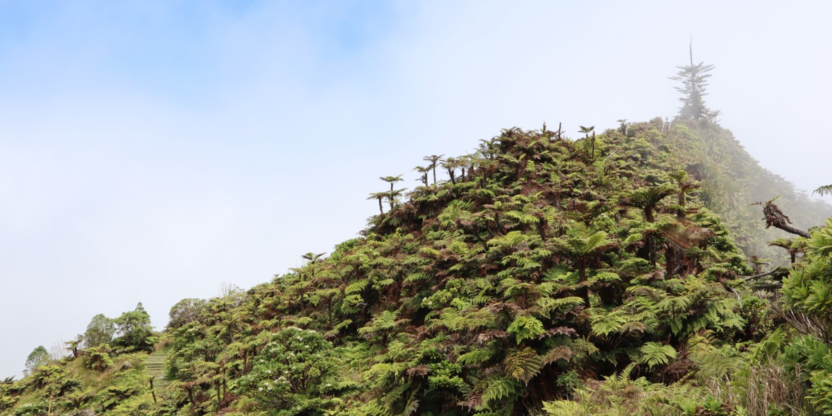 A new study by @DurBiol and @UK_CEH predicts the threat of non-native invasive #species in UK’s Overseas Territories. 

Find out more 👉 fal.cn/3vtRH 

#DUresearch  twitter.com/durham_uni/sta…