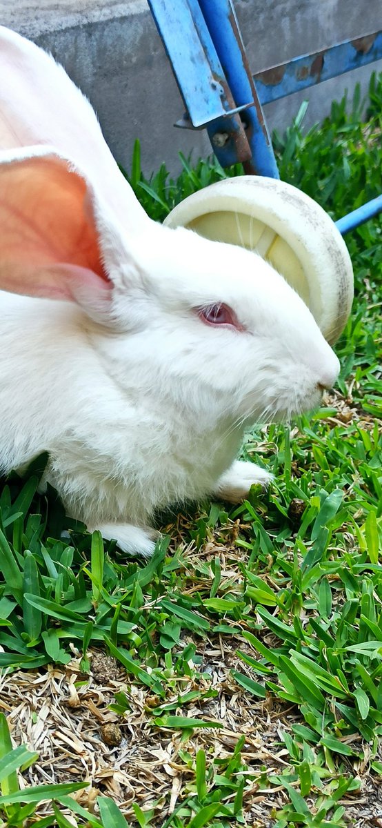 pawlillin's tweet photo. #buenosdiasTVN 
Deberían incluir a los conejos en la ley de mascotas. Mi niño de ojos de rubí es mi motivación para ser un adulto funcional :') https://t.co/MYezitEPq4