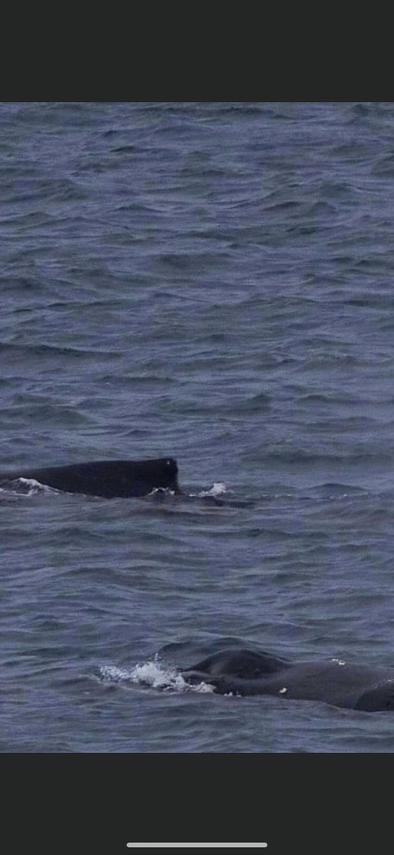 Scottish humpback ID tweet media