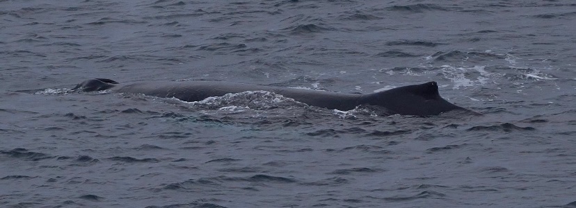 Scottish humpback ID tweet media