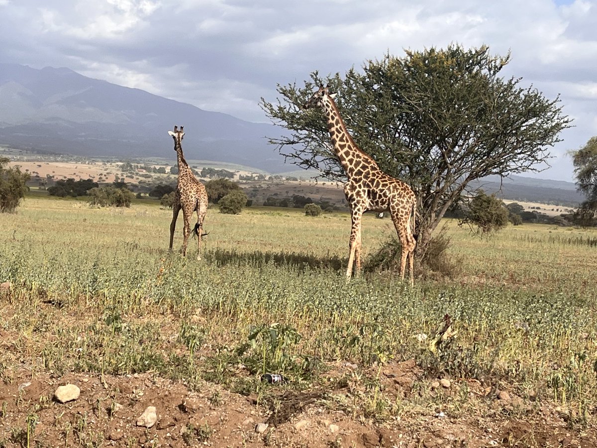 mtuy_simon's tweet photo. Do know giraffe is our national Animal! #Giraffe #Love Tanzanian #SENE TZ https://t.co/BTBghZXjpa