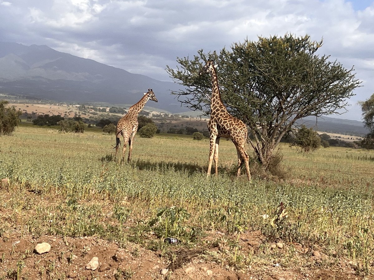 mtuy_simon's tweet photo. Do know giraffe is our national Animal! #Giraffe #Love Tanzanian #SENE TZ https://t.co/BTBghZXjpa