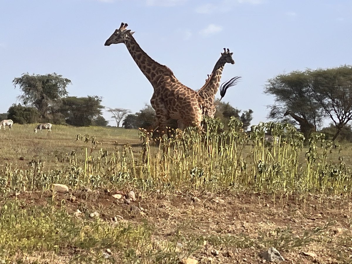 mtuy_simon's tweet photo. Do know giraffe is our national Animal! #Giraffe #Love Tanzanian #SENE TZ https://t.co/BTBghZXjpa