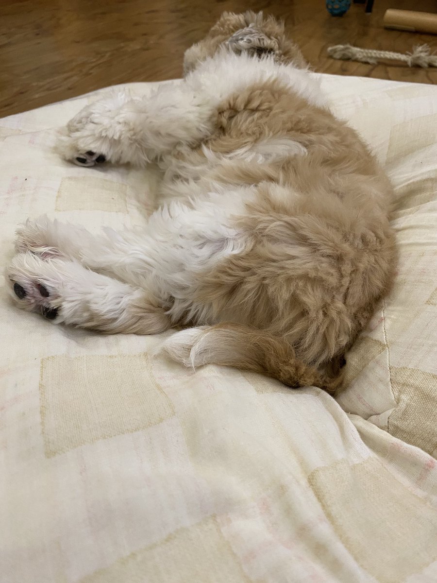 bushidojodo's tweet photo. 現場からは以上です
#名犬おすし号 https://t.co/8tmCb4994Q
