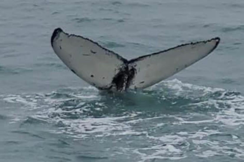 Scottish humpback ID tweet media
