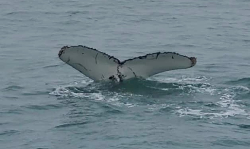Scottish humpback ID tweet media