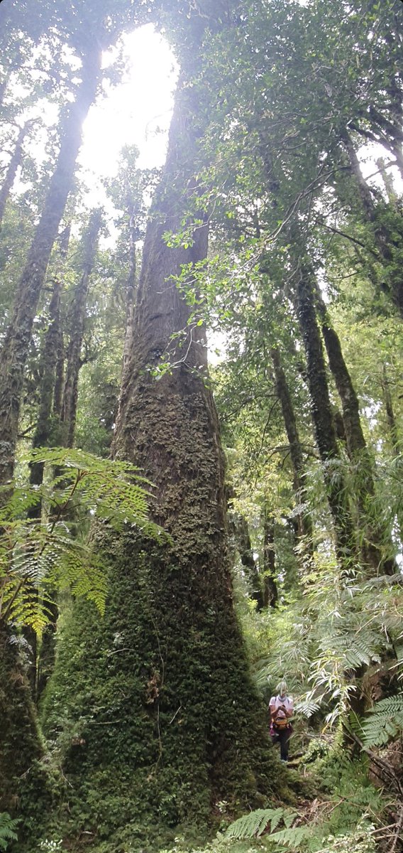 GyslingJuan's tweet photo. El “Gran Laku”, coihue gigante del Parque LLENQUIMAU, sector Yates comuna de Cochamó. Tiene un diámetro de 4 mt. a un metro del suelo, se estima una data de 500 años. Debe estar entre los de mayor tamaño de su espacie en el mundo. https://t.co/AGFptA3zGr