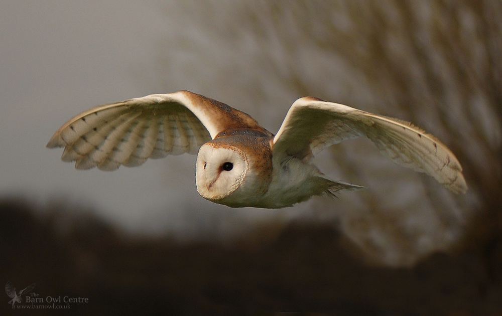 BarnOwlCentre's tweet photo. 🦉💚 https://t.co/UlQPwhy96E