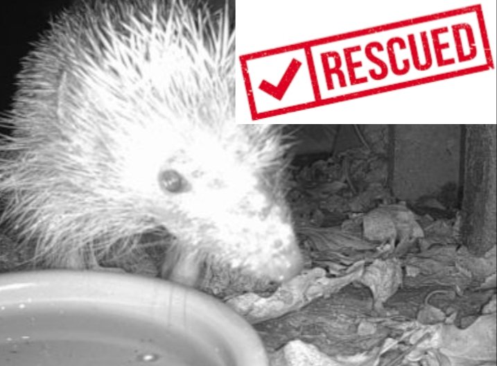 DHogwatch's tweet photo. Scampy has been officially rescued and is now safe and being treated for mites and ringworm. Thank you to all involved. It wasnt easy but we made it happen! Every hog life matters. #animalrescue #hedgehog #hogwatch https://t.co/dwn6no2H4Q