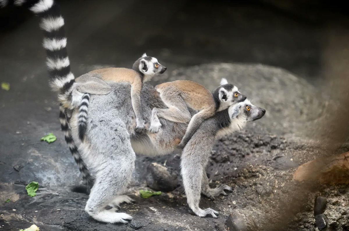 #SundaysAreForSnuggles

📷: Eric Kilby, Creative Commons Attribution-Share Alike 2.0

 #LemurConservation #lemurs #Madagascar #LemurLove #Conservation #wildlife #WildlifeLovers #animals #EndangeredSpecies #Lemur