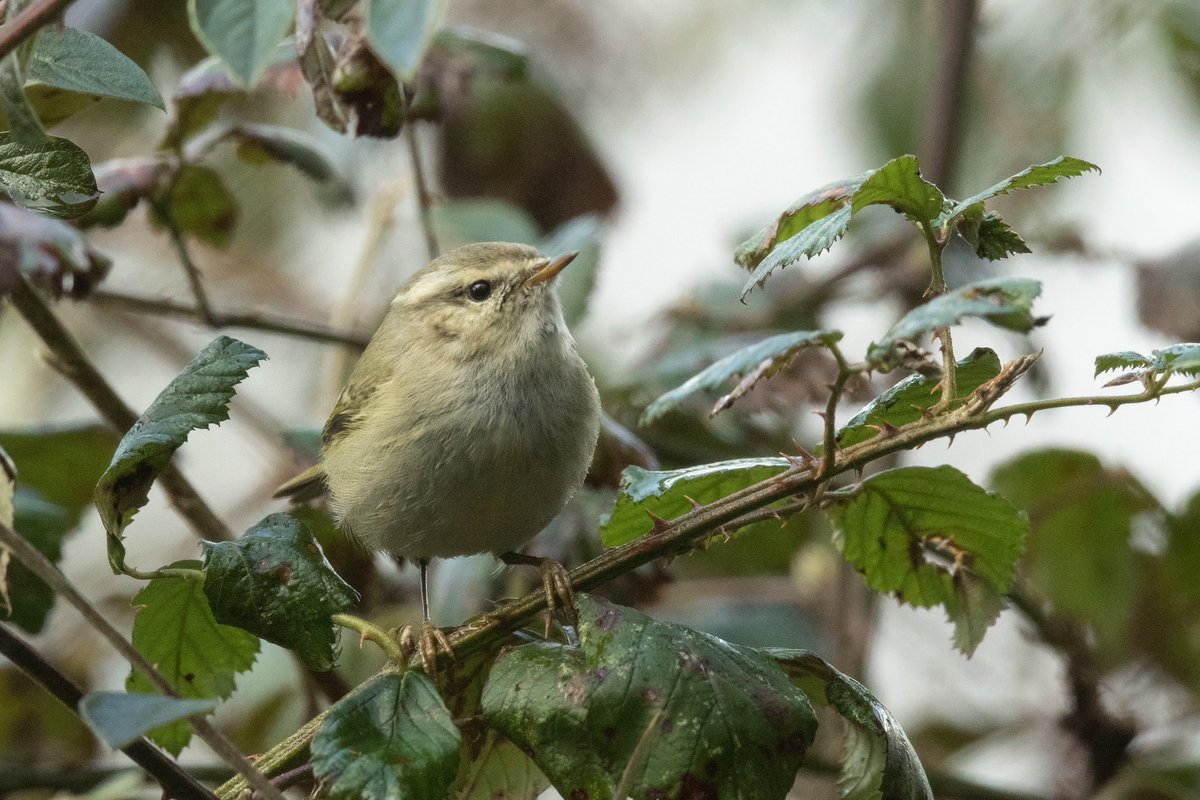 Fab day birding in #Somerset got me KENTISH PLOVER (UK ✔️ 344) #BurnhamOnSea Rosy Starling #Wiveliscombe American Wigeon #ShapwickHeath Hume’s Leaf Warbler #ComptonDando @BirdGuides @RareBirdAlertUK 
with @AnthonyAreed 🚗 @stevewilko11 @WayneGlossop2 
Thanks guys 🙏
29 Jan 2023