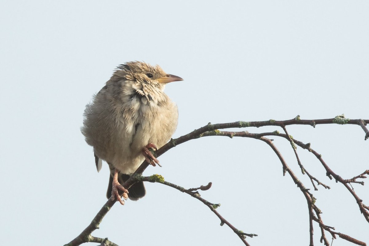 paulcoombes844's tweet photo. Fab day birding in #Somerset got me KENTISH PLOVER (UK βοΈ 344) #BurnhamOnSea Rosy Starling #Wiveliscombe American Wigeon #ShapwickHeath Humeβs Leaf Warbler #ComptonDando @BirdGuides @RareBirdAlertUK
with @AnthonyAreed π @stevewilko11 @WayneGlossop2
Thanks guys π
29 Jan 2023 https://t.co/9Ntos3Y5cC