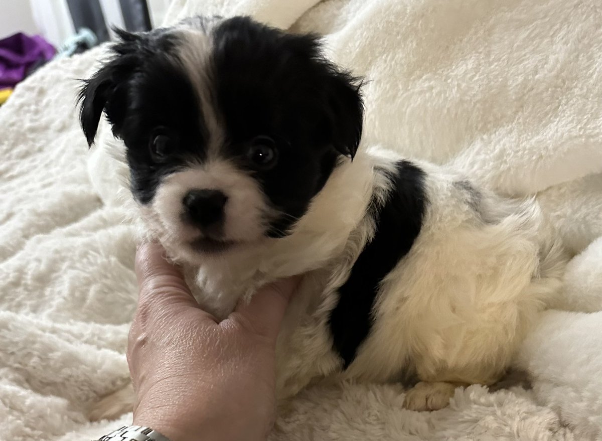 furbabymomintx's tweet image. Angel newest furbaby #Pomapoo #puppy
