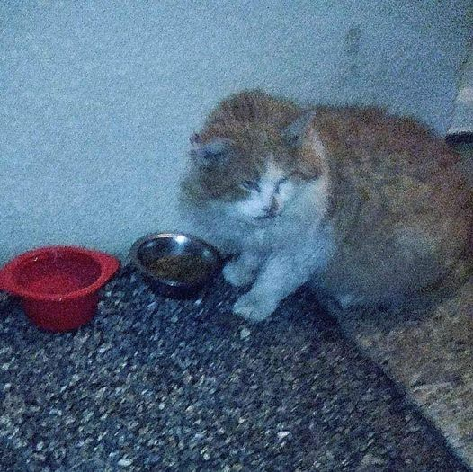 DelavegaPepita's tweet photo. URGENCE FA 🆘🆘
Pour gros nounours dans la rue avec 1 froid de 🦆 !😱🚨
doux, gentil 1 peu timide, sera magnifique 1X toiletté car beau poil + beaux yeux bleus !
Juste besoin de patience + qques soins
📞 0556120021 Asso POTRON MINET
#Merignac #dpt33 #Gironde #NouvelleAquitaine https://t.co/KIlfvjdV4l
