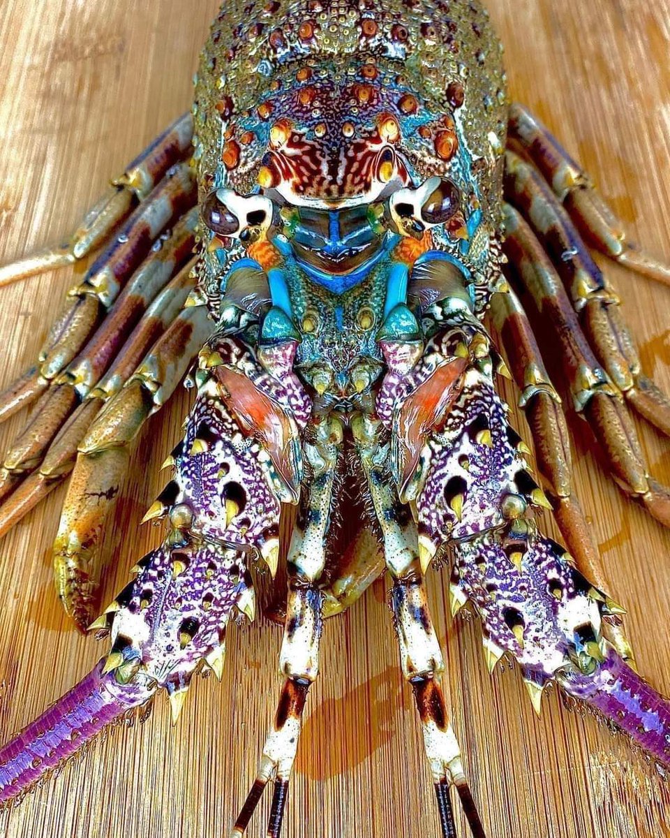 This is a lobster (Panulirus ornatus )

📸Image via fr-fr.facebook.com/avantgardens.o…