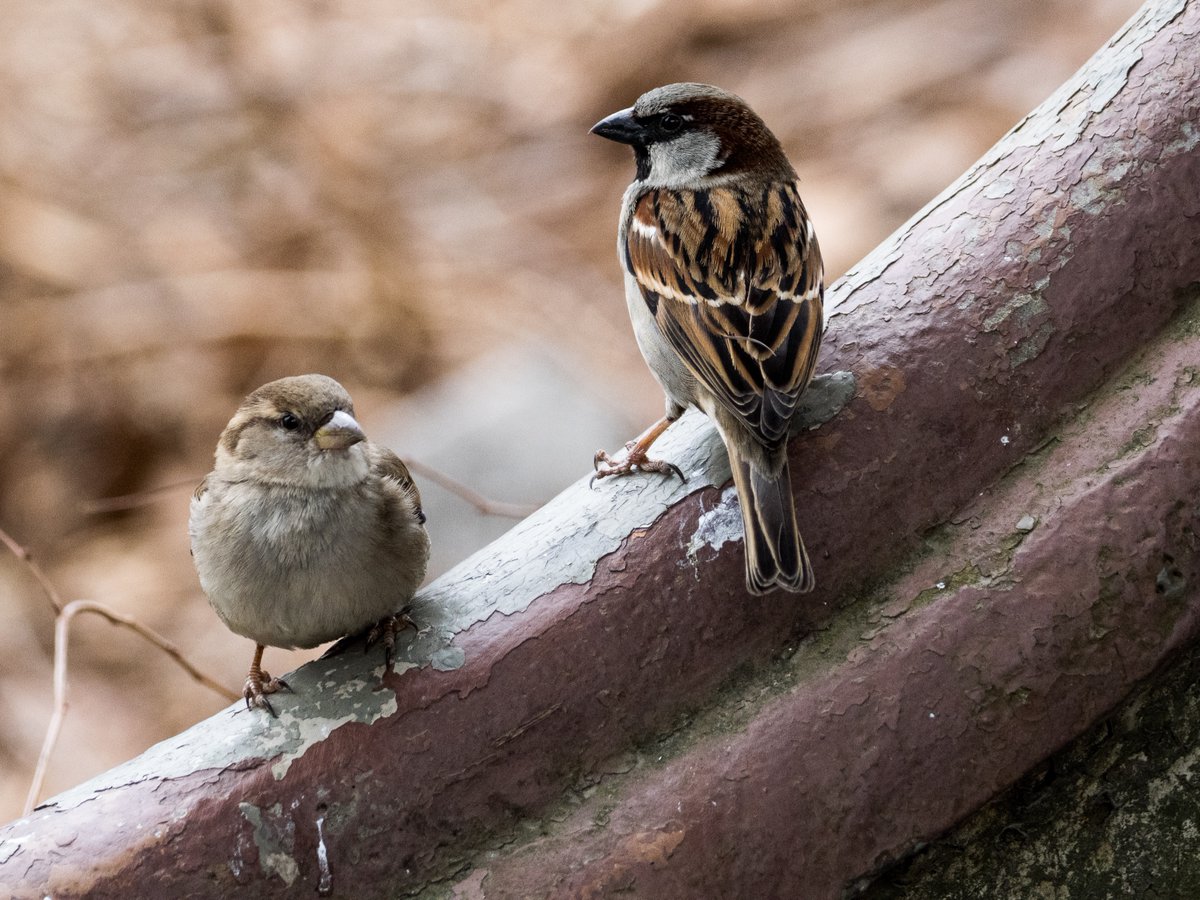 nlundebjerg's tweet image. Two #sparrows taking a break from foraging on the gentle curves of the Gothic Bridge (officially bridge 28) designed by Calvert Vaux. I think Frederick Law #Olmsted and #Vaux would be happy. #landscapearchitecture #centralpark #nyc #gothicbridge #birding #birds #birdcpp