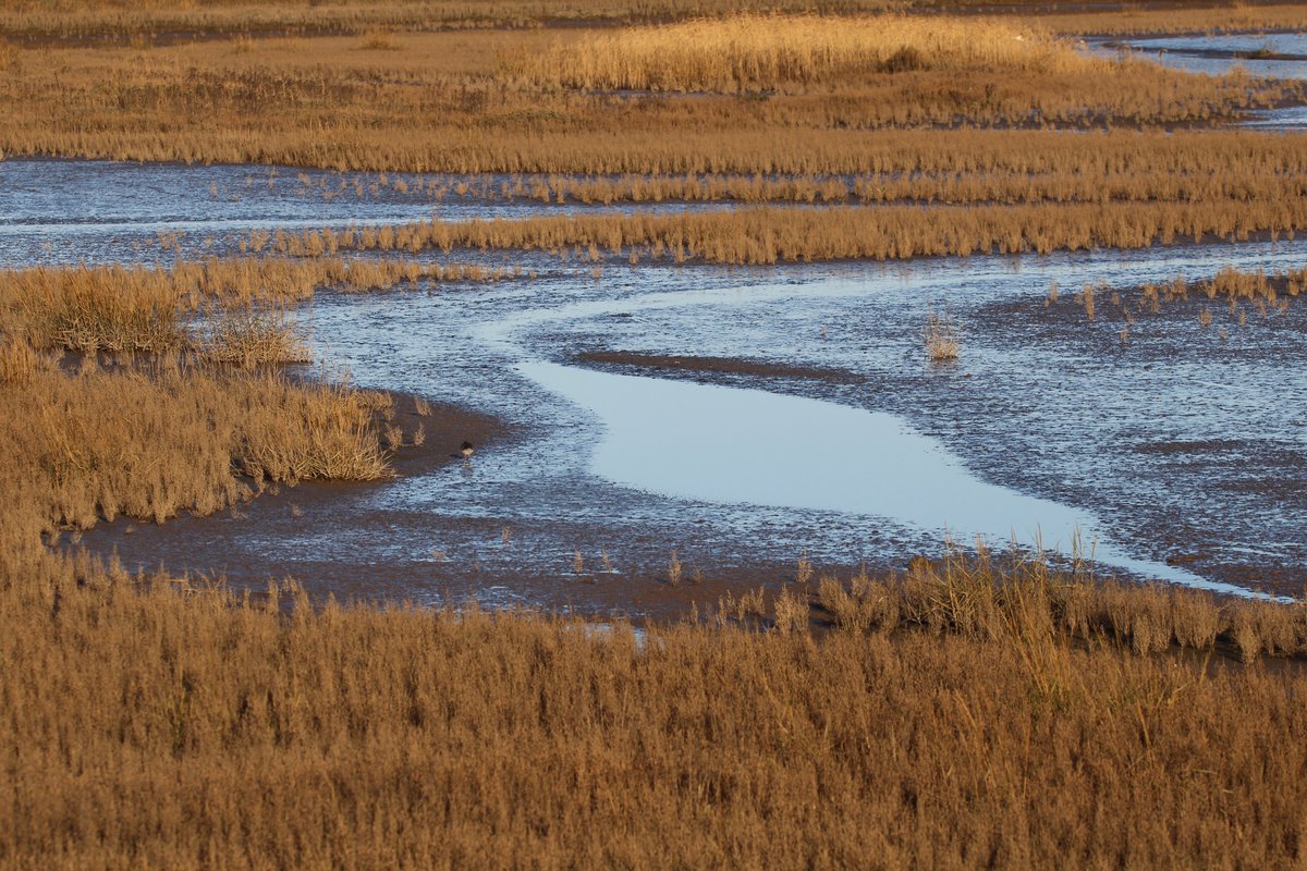 NEChiefSci's tweet photo. It's #WorldWetlandsDay2023! 

Saltmarshes along the Norfolk coast sequester &amp; store large amounts of carbon in their organic rich soils. They are now recognised for their role in mitigating #climatechange.

#HiddenSeas #BlueCarbon #Science #Evidence https://t.co/qh9EdVbiZw