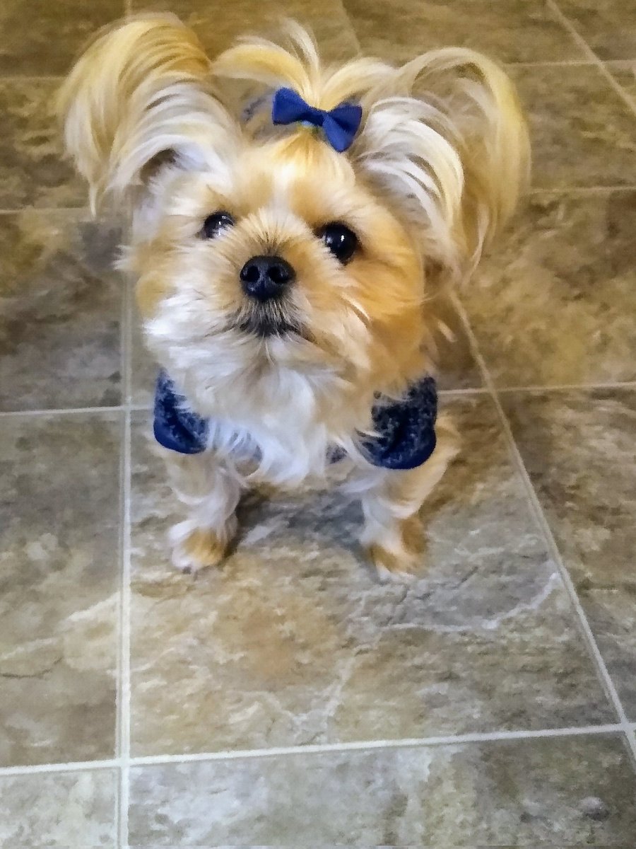 bchristilynn's tweet image. Happy Monday! Wishing everyone a beautiful new week.
XO-Cooper 🤍
🐾🐾🐾🐾
#DogsofTwittter #DogsOnTwitter