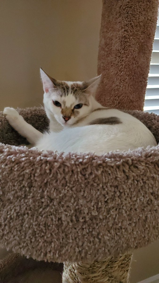 TabbyKat2022's tweet photo. @SnickersACat Happy Twitter anniversary Cuzin Snickers ! I wuvs to see ya in Twitter land - send my wuv to Nana too! https://t.co/bnkcLVdAR3