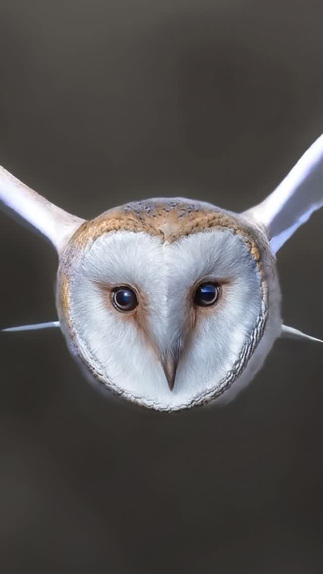 ornithos_net's tweet photo. 𝙏𝙮𝙩𝙤 𝙖𝙡𝙗𝙖

EN: Barn owl
ES: Lechuza común
FR: Effraie des clochers
DE: Schleiereule

📸 David Driver 🏴󠁧󠁢󠁥󠁮󠁧󠁿 
📌 England (GB)
📆 Jan-23

#ornithosnet #ornithos
#birds #aves #desoiseaux #vögel #Tytoalba  #ornithology  #birds_lovers #birding #birdwatching #BirdsOfTwitter https://t.co/lIjOnCkjyh