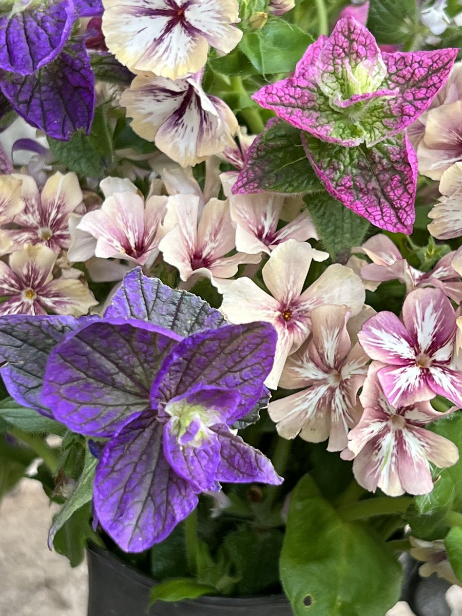 ShopSaedian's tweet photo. A proper florist might not think these go together….good job I’m a seed monger🌱🌿💚 #SowYourOwn #CuttingPatch #GrownFromSeed https://t.co/iUqYyMdTli