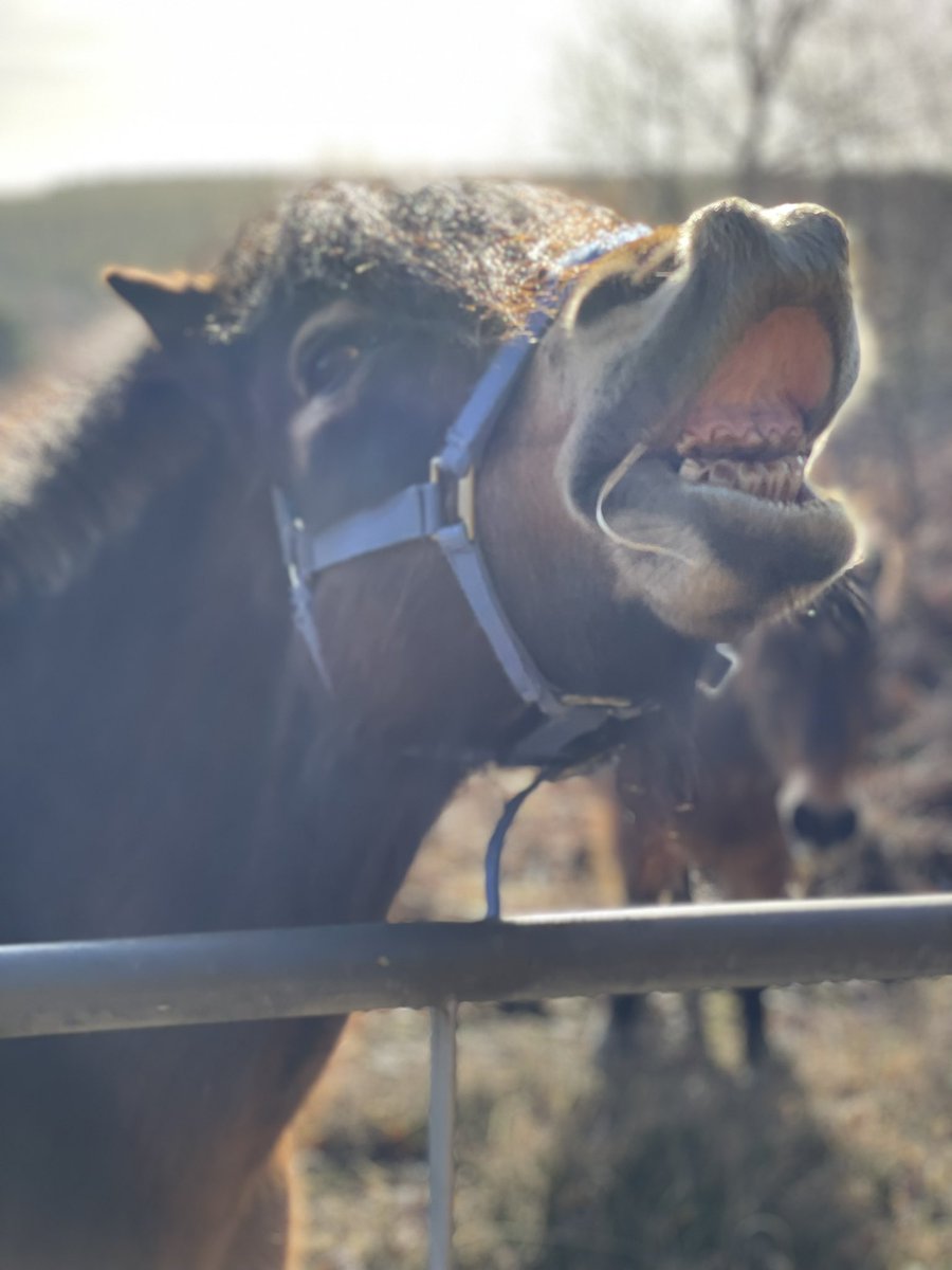GillianSurgey's tweet photo. We stopped to say hello to four Exmoor ponies but they weren’t as happy to see us, I fear. #NeighNeigh #AndThriceNeigh https://t.co/HqIQcr9kx9