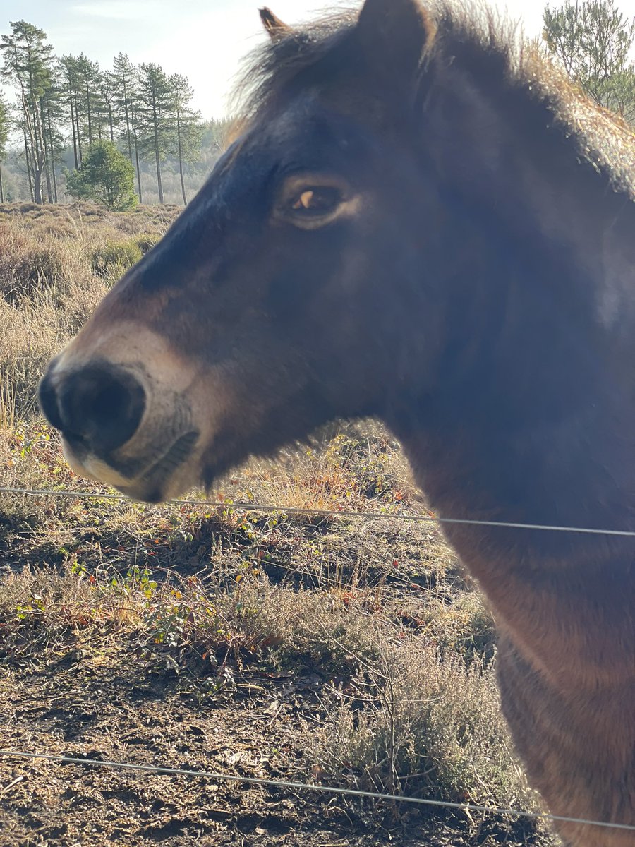 GillianSurgey's tweet photo. We stopped to say hello to four Exmoor ponies but they weren’t as happy to see us, I fear. #NeighNeigh #AndThriceNeigh https://t.co/HqIQcr9kx9
