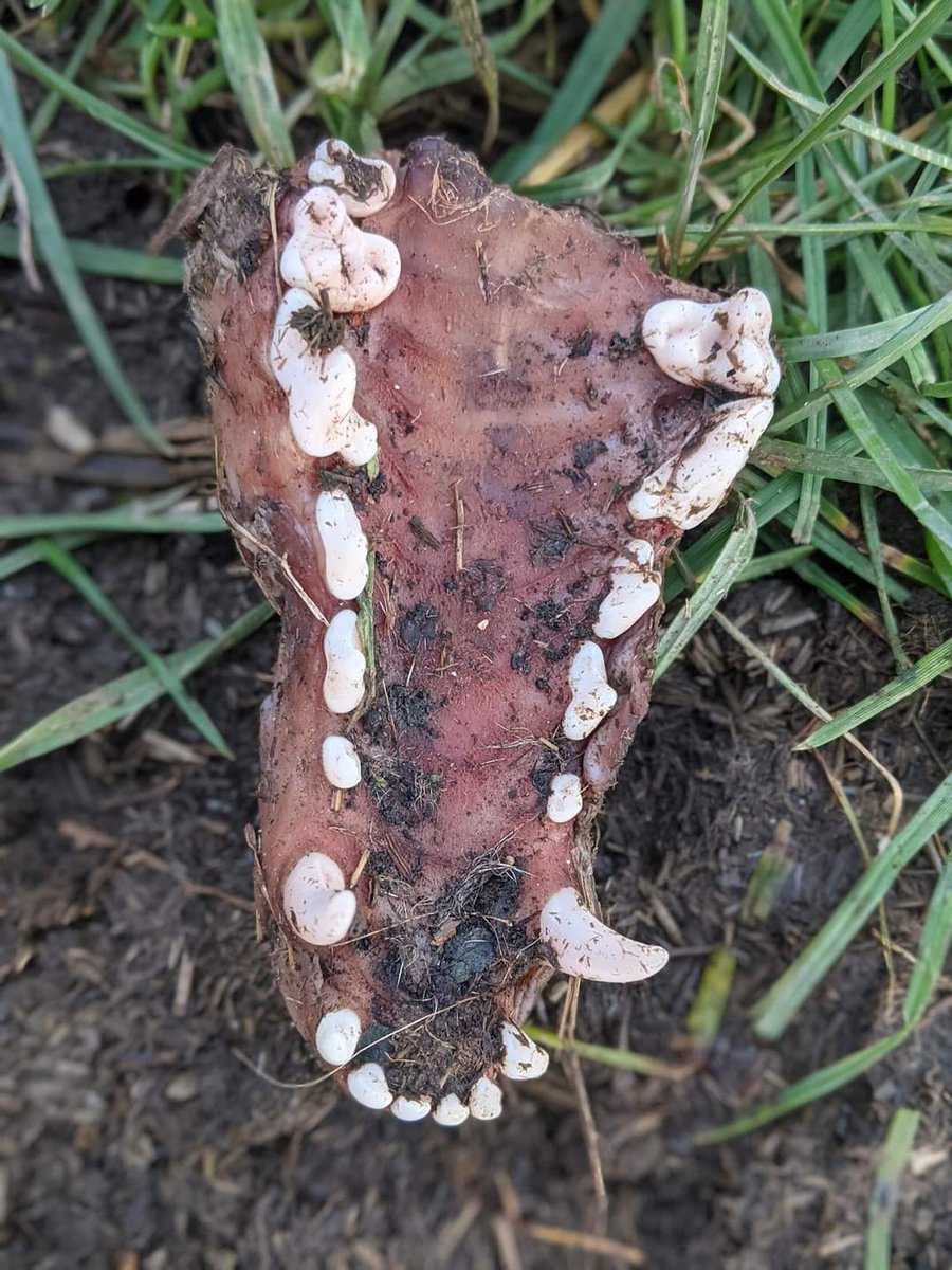 FrangolinBaker's tweet photo. @Ben_garrod Hi, could you ID this upper jaw please? Found riverside in Cambs. https://t.co/oYLNcrTPuJ