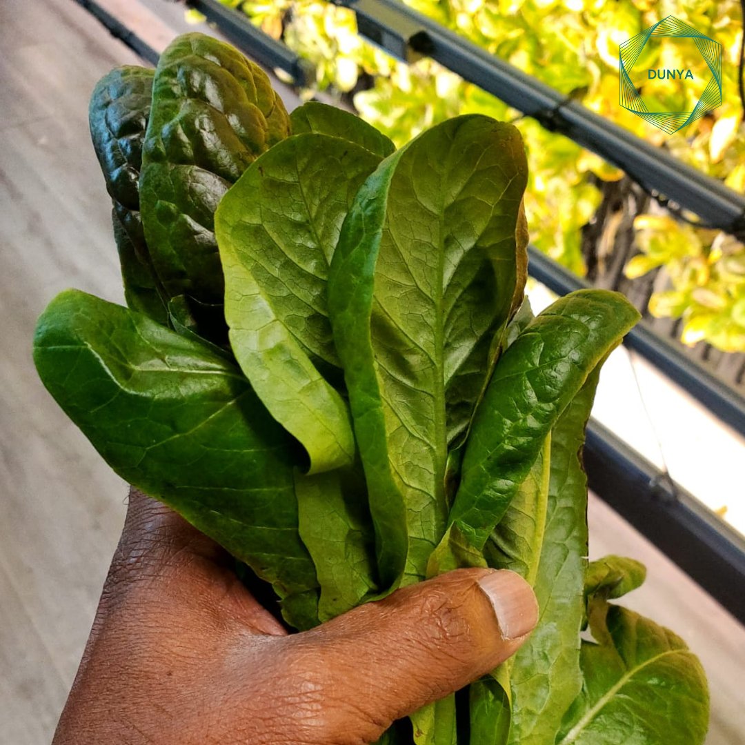 Happy Monday! Remember to eat your greens 🌱