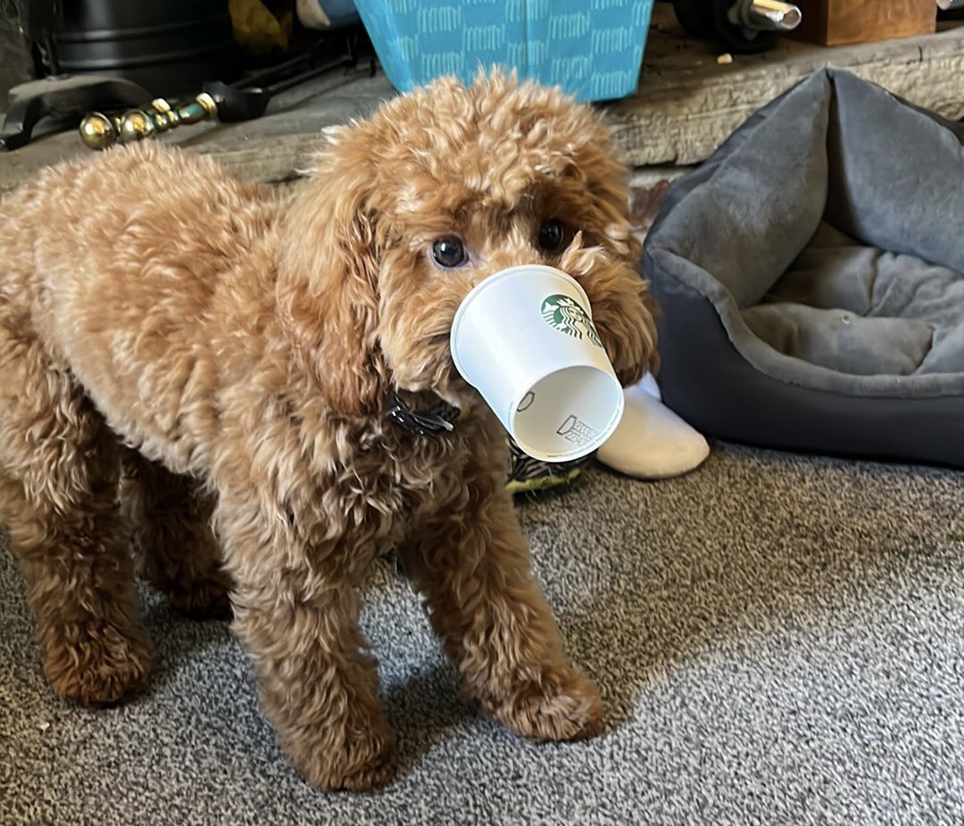 Monday always calls for a coffee run…