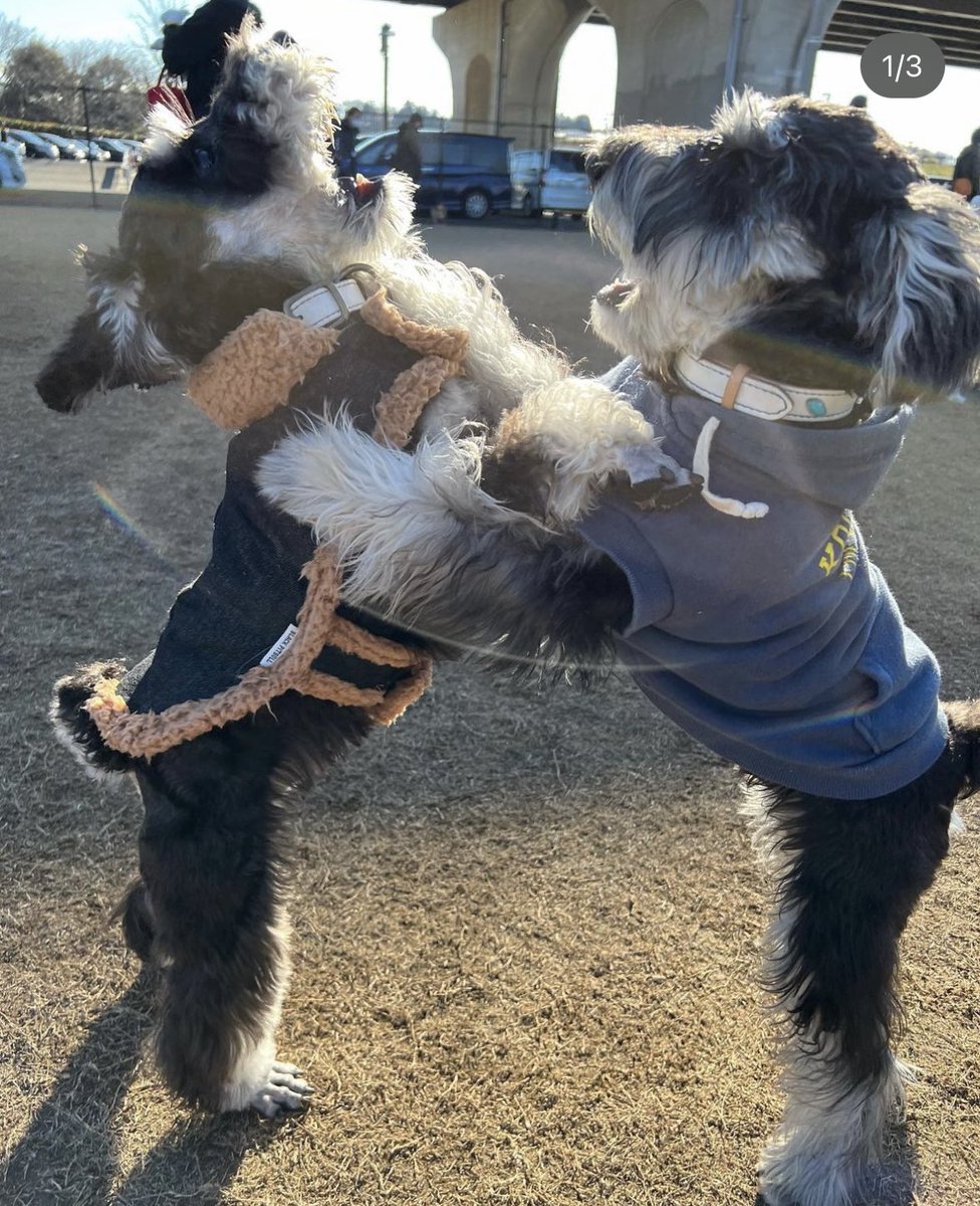 ninapi217's tweet photo. エルモ(左)とシンバ(右)のワンプロ🐶🧡　ぐわぁしてんのwwエルモ兄より体重1キロ重い弟シンバ😂体力ないから負けちゃう🤣ドッグラン楽しかったねぇ https://t.co/2rVxNjoWDR