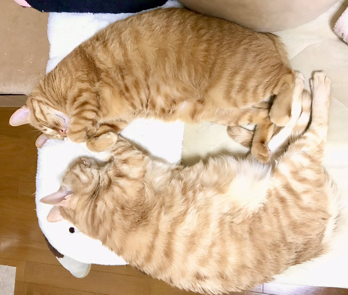 yuu_42's tweet photo. お気に入りのマクラを仲良く使ってる寝😽 https://t.co/2ee3oAf2jR